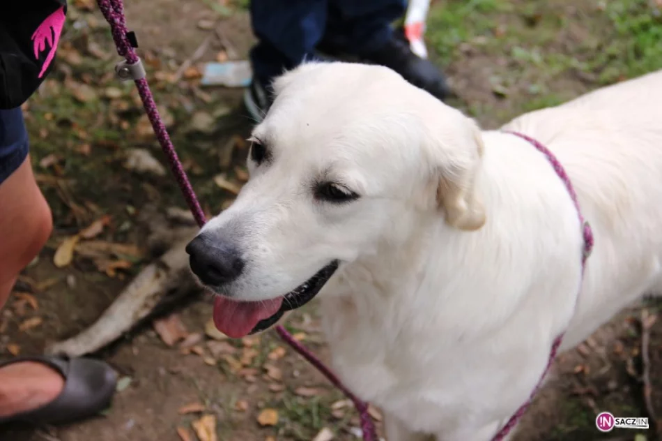 Psia arystokracja w Parku Strzeleckim - zdjęcie 4
