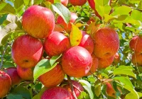 Rząd będzie skupował jabłka? Interwencjonizm państwowy ratunkiem dla sadowników? - zdjęcie główne