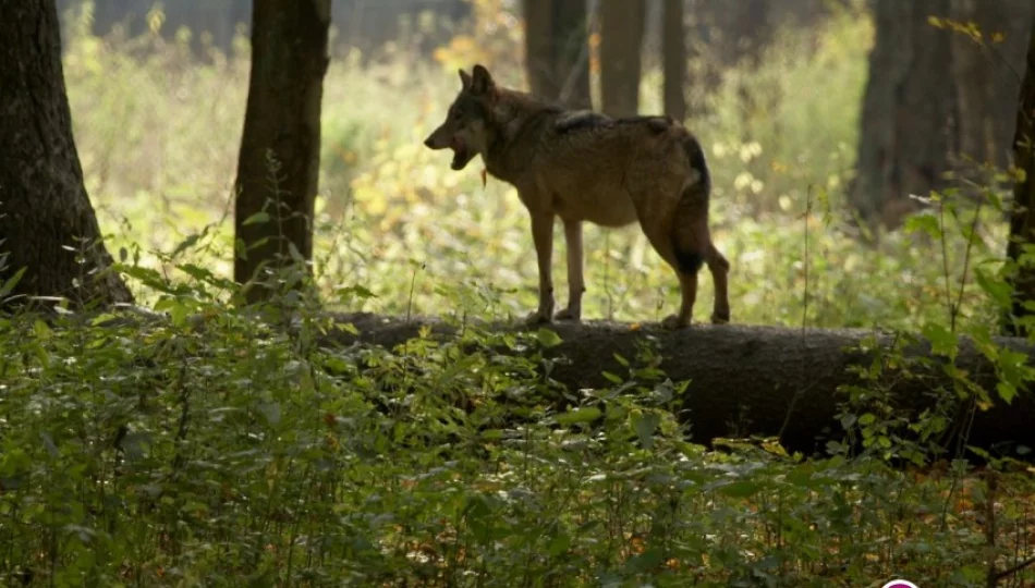 Kolejne ataki wilków w regionie - zaatakowały cielę. Czy należy rozważyć ich kontrolowany odstrzał? - zdjęcie 1