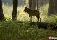 Kolejne ataki wilków w regionie - zaatakowały cielę. Czy należy rozważyć ich kontrolowany odstrzał? - zdjęcie główne