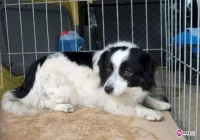 Nie traktuj zwierzęcia jak zabawki - zdjęcie główne