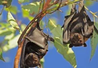 Wścieklizna: ratunek tylko przed wystąpieniem objawów choroby - zdjęcie główne