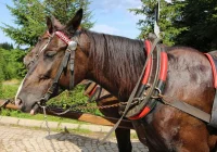 Lekarz weterynarii: reagujmy mądrze na krzywdę zwierząt - zdjęcie główne