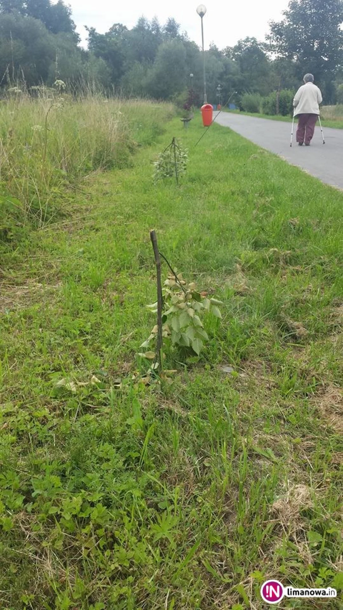 Komuś przeszkadzały drzewka przy 'ścieżce zdrowia'