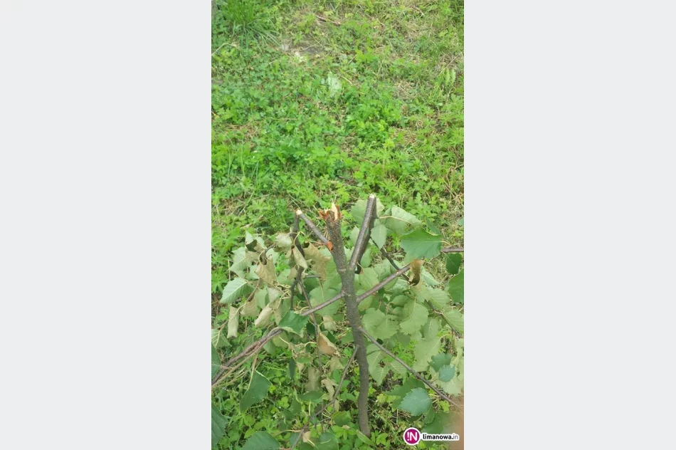 Komuś przeszkadzały drzewka przy 'ścieżce zdrowia' - zdjęcie 2