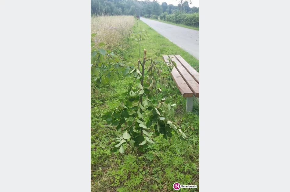 Komuś przeszkadzały drzewka przy 'ścieżce zdrowia' - zdjęcie 3