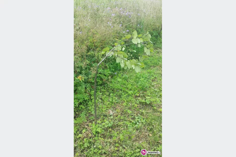 Komuś przeszkadzały drzewka przy 'ścieżce zdrowia' - zdjęcie 4