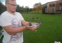 Gołębica szybka jak błyskawica - zdjęcie główne