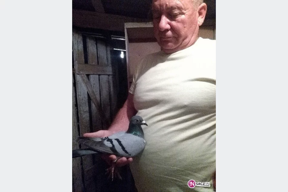 Gołębica szybka jak błyskawica - zdjęcie 2