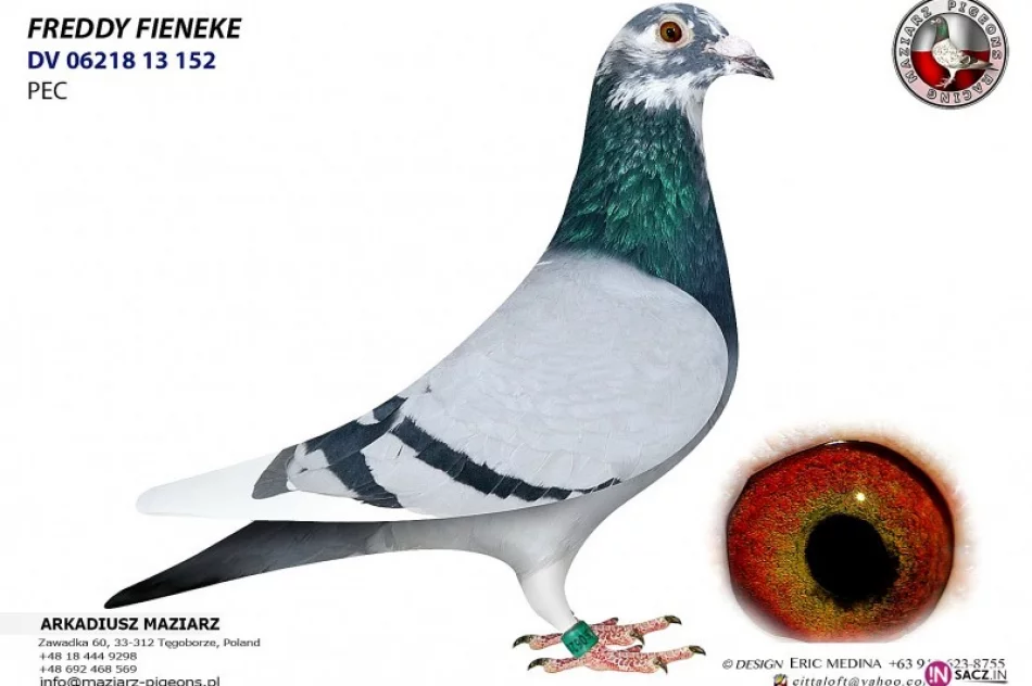 Gołębica szybka jak błyskawica - zdjęcie 3