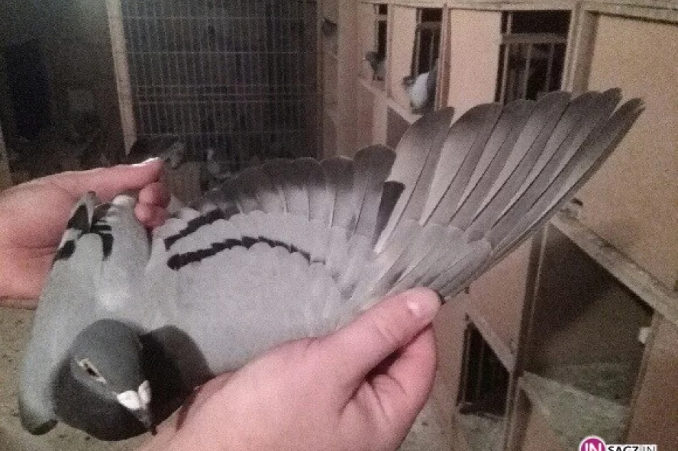 Gołębica szybka jak błyskawica - zdjęcie 4