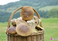 Wysyp grzybów. Co robić, by uniknąć zatrucia? (wideo) - zdjęcie główne