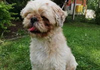 Szukamy właściciela lub opiekuna dla psa - zdjęcie główne