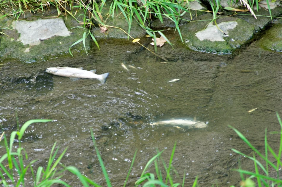 Mnóstwo śniętych ryb w korycie potoku - zdjęcie 2