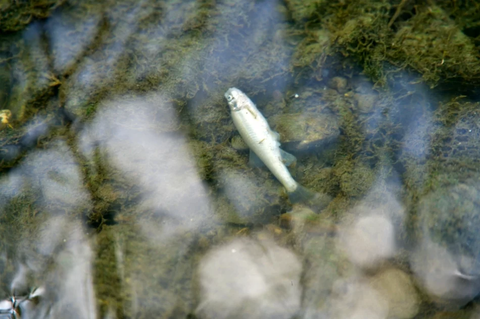 Mnóstwo śniętych ryb w korycie potoku - zdjęcie 3