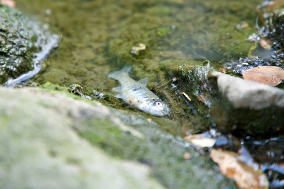 Mnóstwo śniętych ryb w korycie potoku - zdjęcie 4