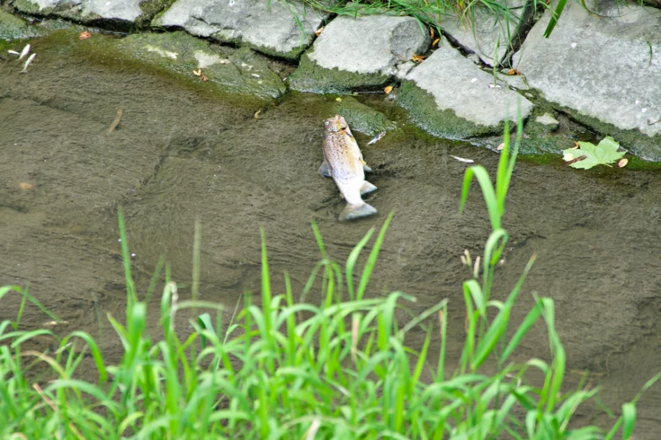 Mnóstwo śniętych ryb w korycie potoku - zdjęcie 5