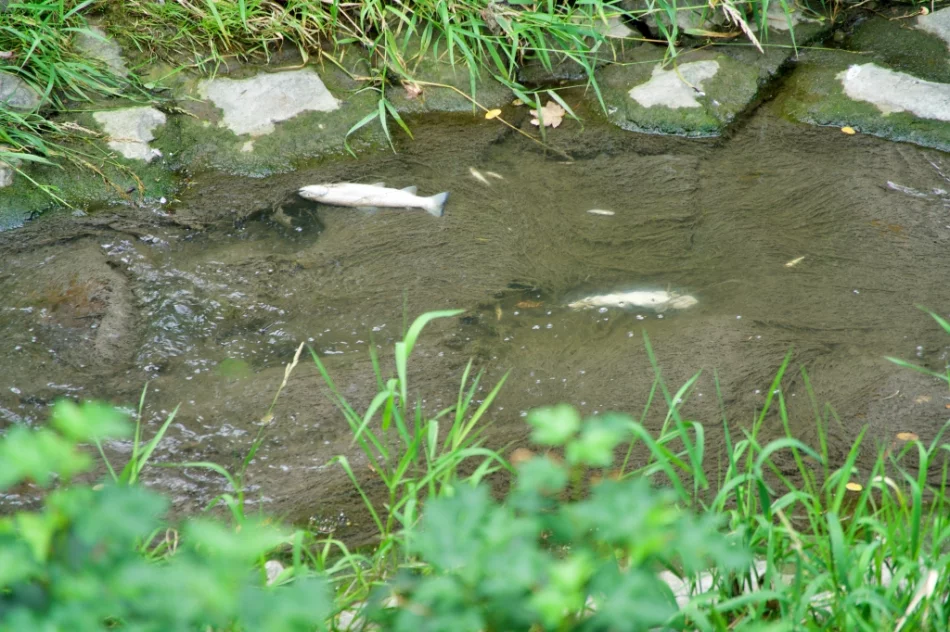 Mnóstwo śniętych ryb w korycie potoku - zdjęcie 6