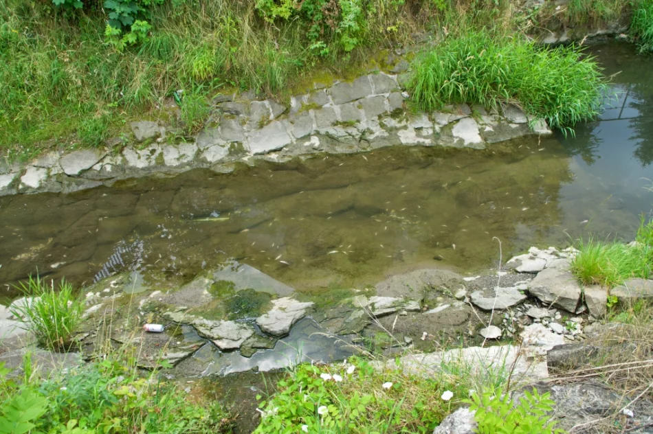 Mnóstwo śniętych ryb w korycie potoku - zdjęcie 7