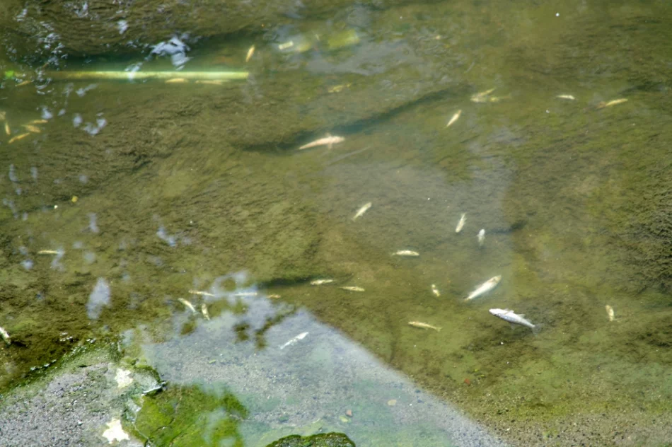 Mnóstwo śniętych ryb w korycie potoku - zdjęcie 8