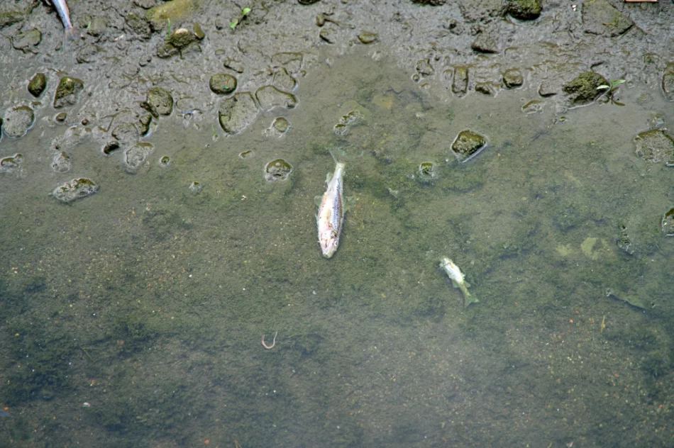 Mnóstwo śniętych ryb w korycie potoku - zdjęcie 10