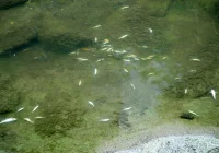 Mnóstwo śniętych ryb w korycie potoku - zdjęcie główne