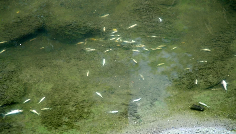 Mnóstwo śniętych ryb w korycie potoku - zdjęcie 1