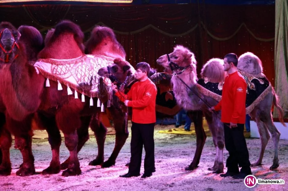 Jutro spektakl Cyrku Zalewski w Limanowej - zdjęcie 3