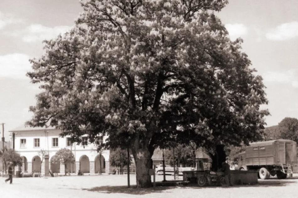 "Rynek sercem miasta" - zdjęcie 11