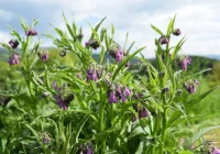 Żywokost lekarski - zdjęcie główne