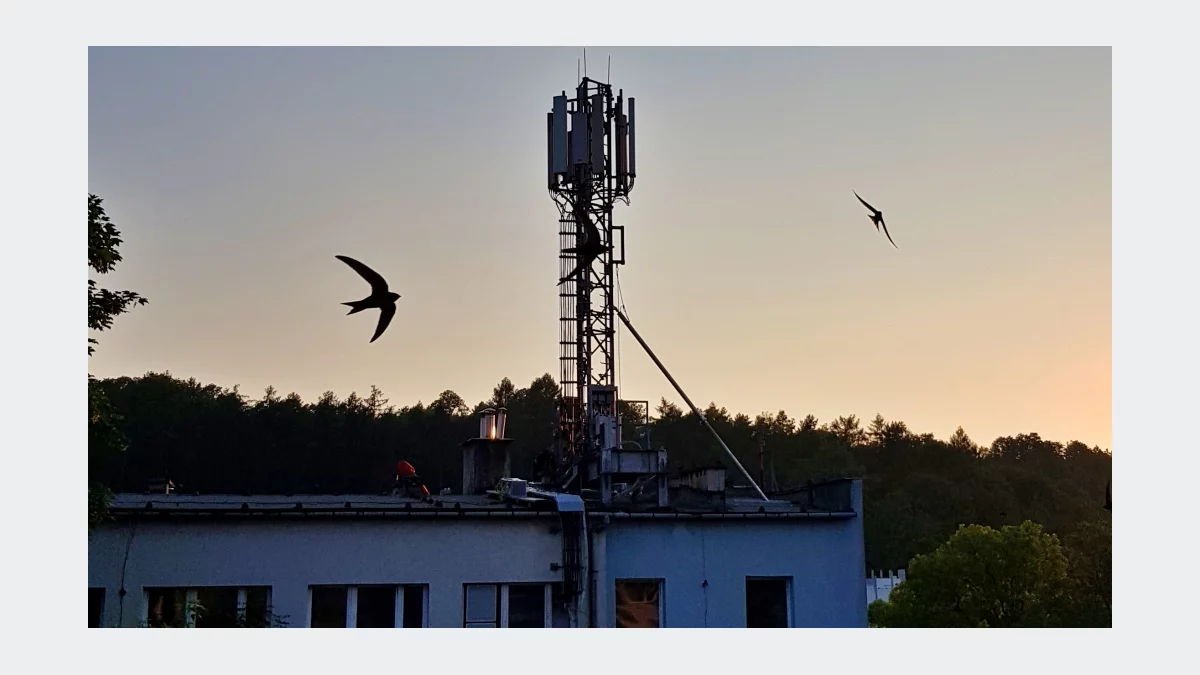 Maszt telekomunikacyjny tuż za płotem? Nowe prawo wiąże ręce sąsiadom. Do 12 metrów „bez dyskusji”