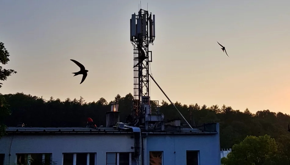 Maszt telekomunikacyjny tuż za płotem? Nowe prawo wiąże ręce sąsiadom. Do 12 metrów „bez dyskusji” - zdjęcie 1
