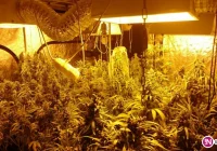 Spektakularne uderzenie w narkobiznes. Do plantacji wchodziło się przez... szafę - zdjęcie główne