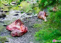 43-latek przyznał się do poćwiartowania krowy - zdjęcie główne