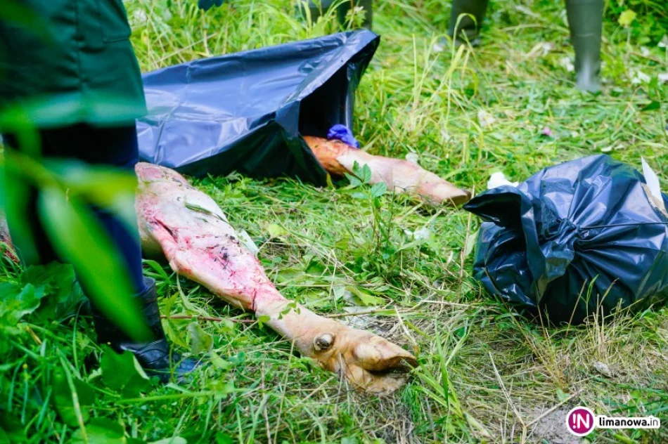 43-latek przyznał się do poćwiartowania krowy - zdjęcie 2