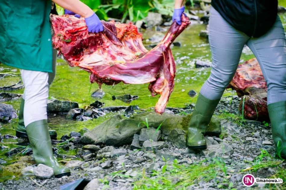 43-latek przyznał się do poćwiartowania krowy - zdjęcie 3