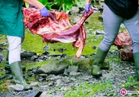 Ktoś poćwiartował krowę i wyrzucił do potoku - zdjęcie główne