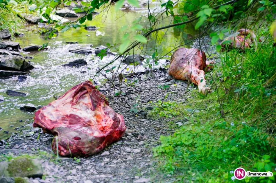 Ktoś poćwiartował krowę i wyrzucił do potoku - zdjęcie 2