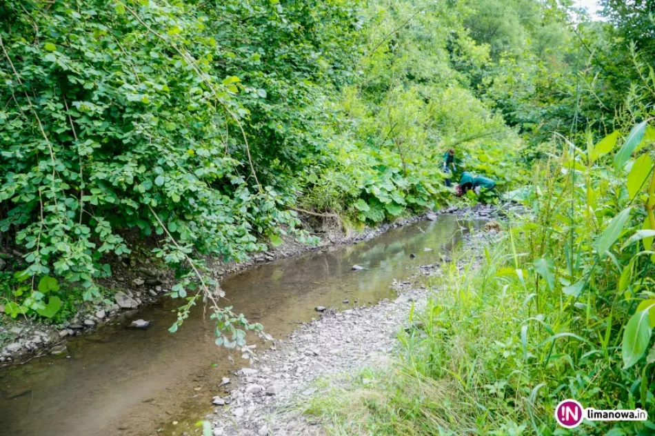 Ktoś poćwiartował krowę i wyrzucił do potoku - zdjęcie 3