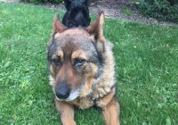 Szukamy właściciela bądź opiekuna dla psa - zdjęcie główne