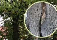 Opinia dendrologiczna dla dębu z płyty rynku - zdjęcie główne