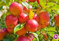 Trwa walka ze zniszczeniami w sadach - zdjęcie główne