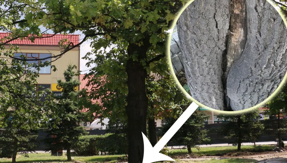 Miasto publikuje opinię dendrologa na temat dębu - zdjęcie 1