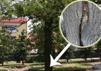 Miasto publikuje opinię dendrologa na temat dębu - zdjęcie główne