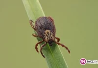Uwaga na kleszcze! Coraz więcej ukąszeń - zdjęcie główne