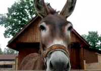 Stadnina koni, mini zoo: Nawojowa ma Końską Wioskę Tematyczną - zdjęcie główne