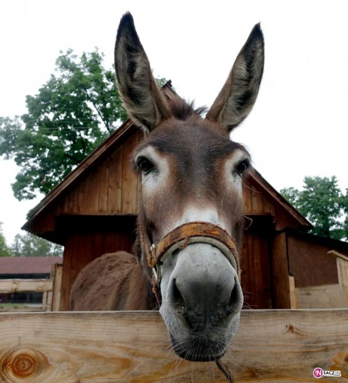 Stadnina koni, mini zoo: Nawojowa ma Końską Wioskę Tematyczną