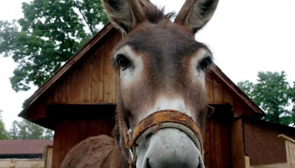 Stadnina koni, mini zoo: Nawojowa ma Końską Wioskę Tematyczną - zdjęcie 1