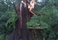 Awarie prądu i powalone drzewa po burzach z gradobiciem - zdjęcie główne