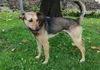 Szukamy właściciela bądź opiekuna dla psa - zdjęcie główne